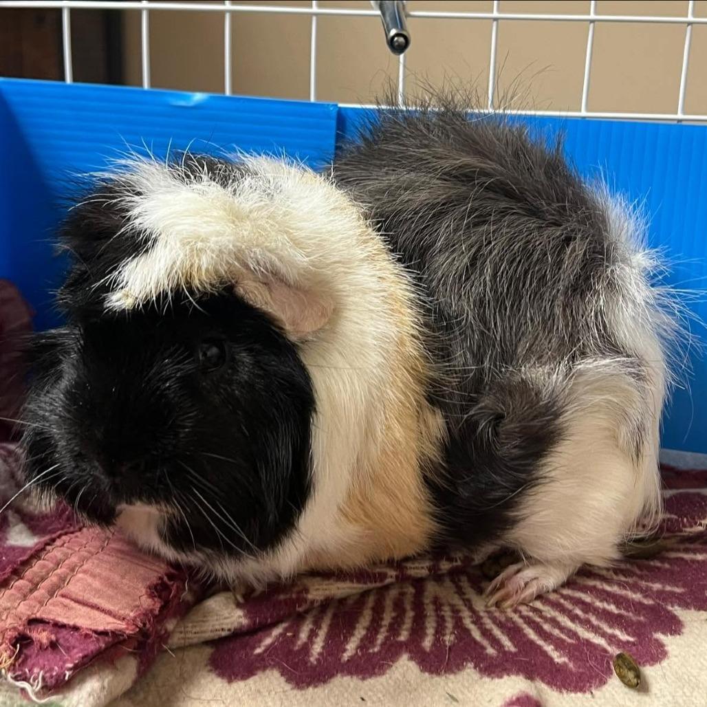 Enlarge Uncle Ben 260424, a Adoptable Guinea Pig in Escanaba, MI image 1/1