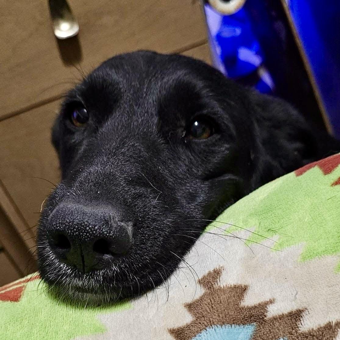 Osa , ADOPTABLE, Young Female Shepherd.