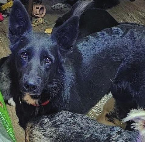 Osa , a ADOPTABLE Shepherd in Pocatello, ID image 2/3