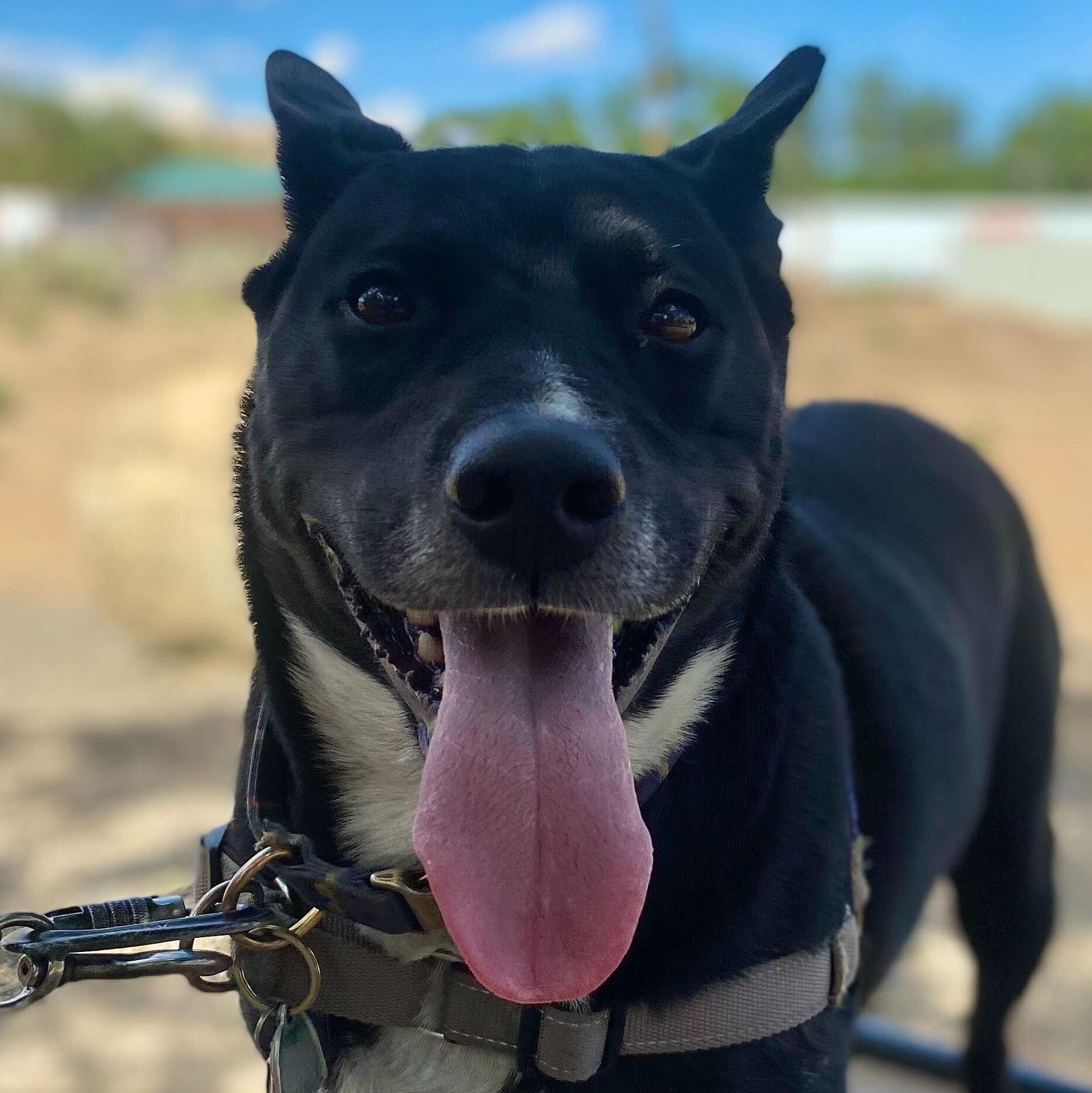 Dash, a Adoptable mixed breed in Washoe Valley, NV image 2/2