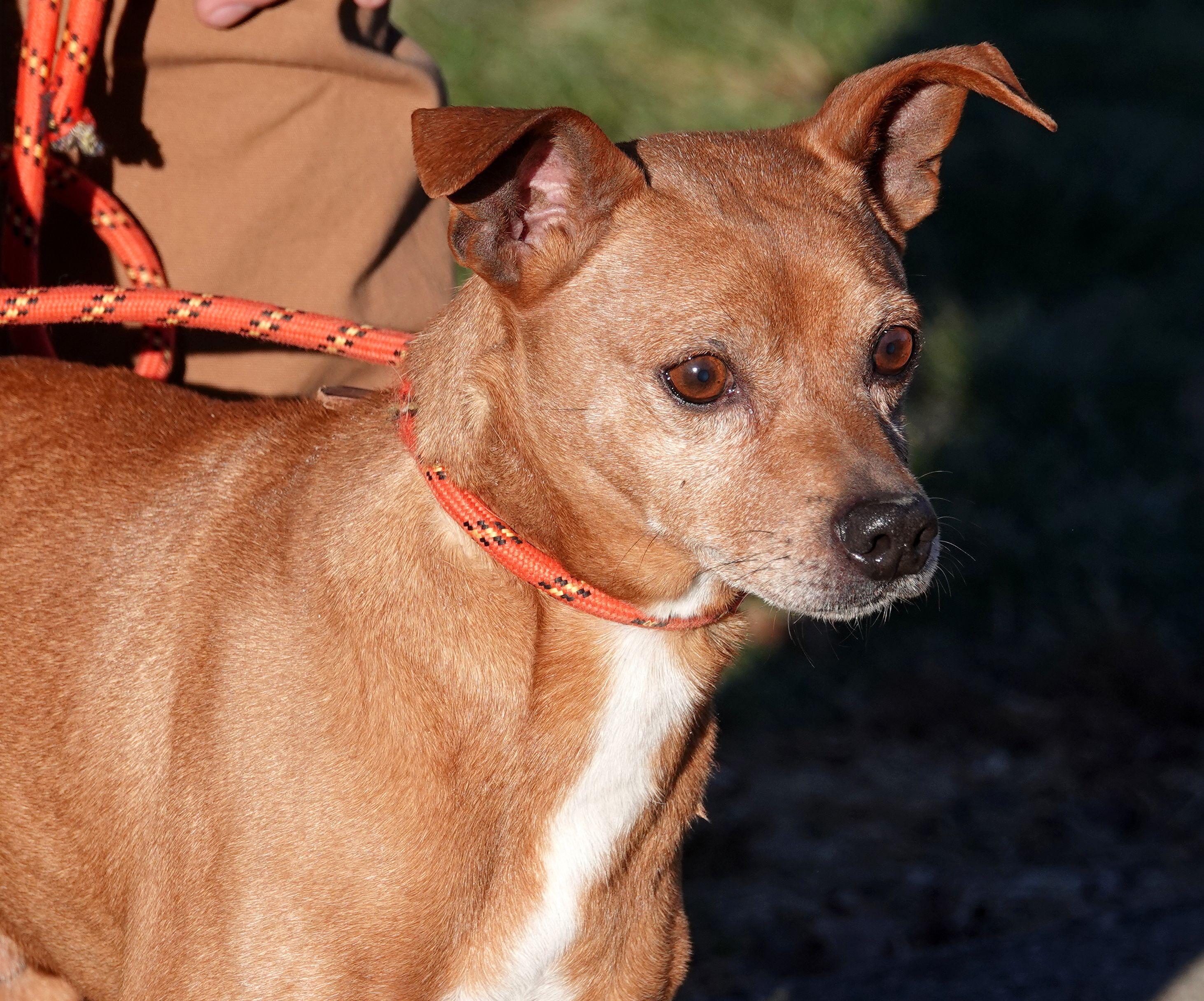 Enlarge Ren - RESCUED, an adoption pending mixed breed in Millfield, OH image 4/4
