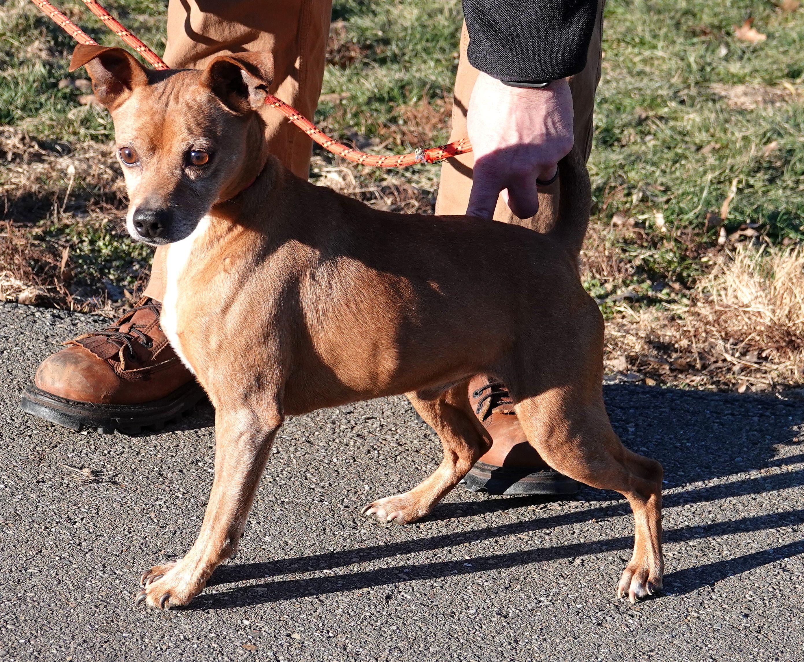 Enlarge Ren - RESCUED, an adoption pending mixed breed in Millfield, OH image 3/4