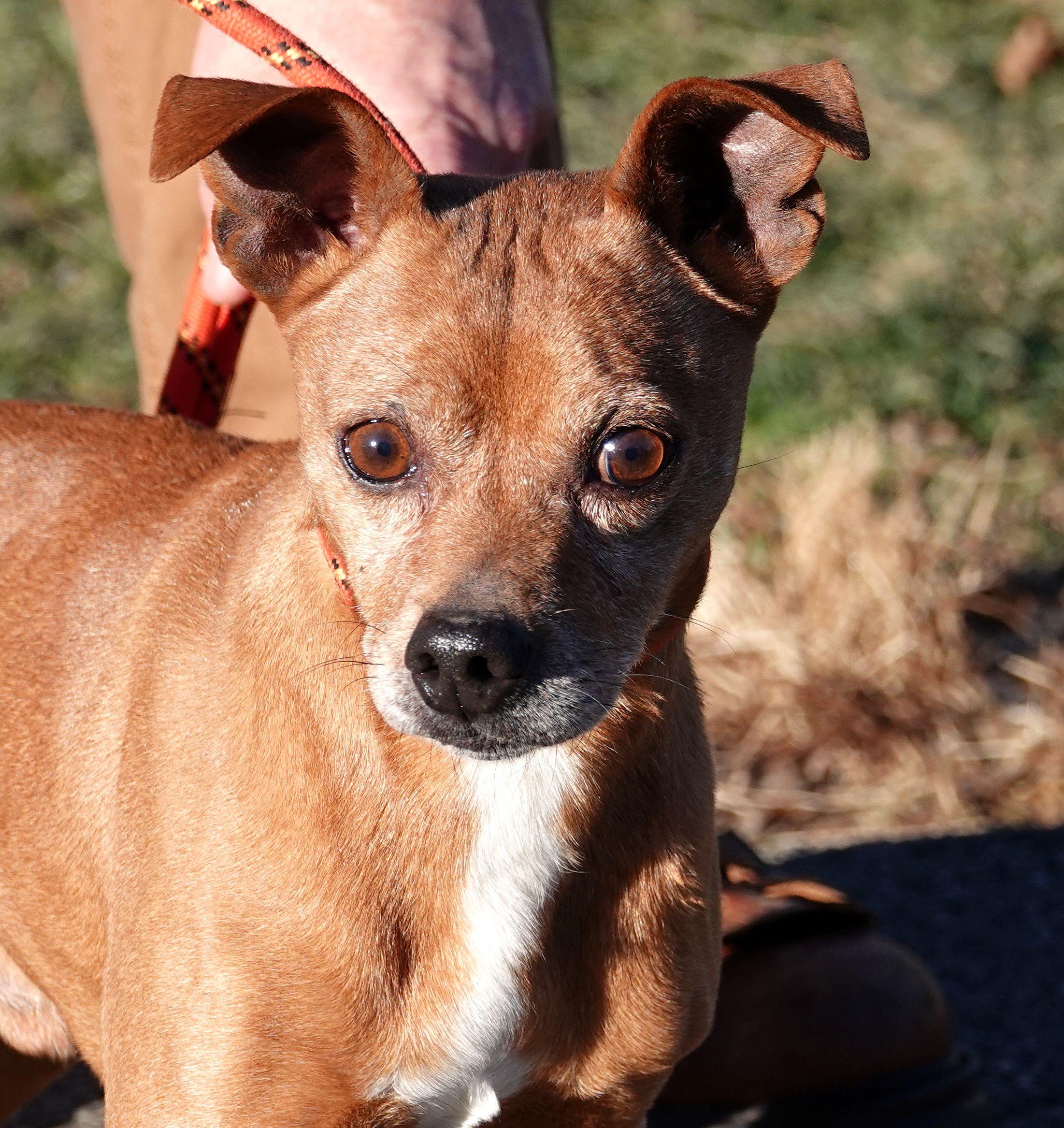 Enlarge Ren - RESCUED, an adoption pending mixed breed in Millfield, OH image 1/4