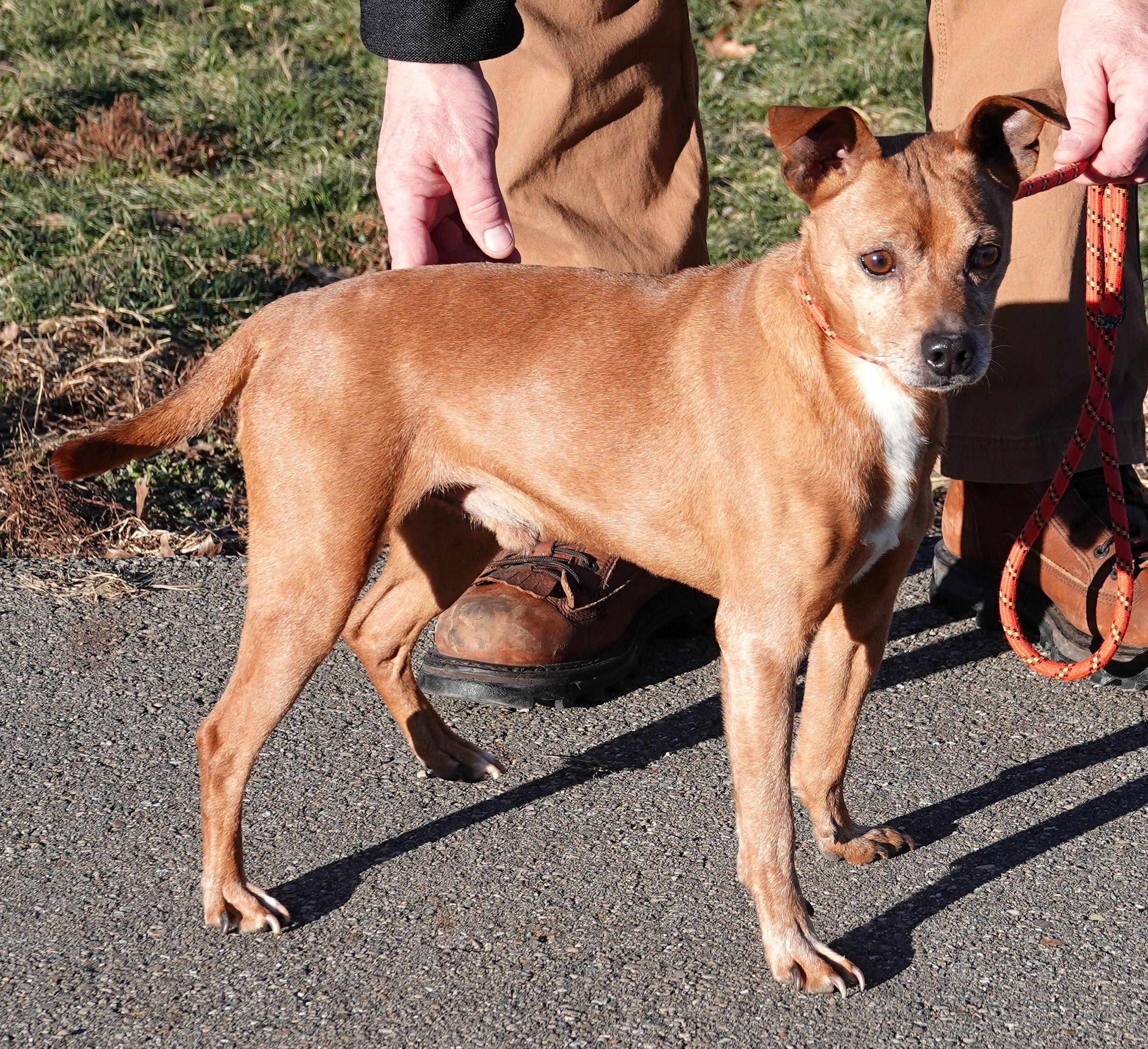 Enlarge Ren - RESCUED, an adoption pending mixed breed in Millfield, OH image 2/4
