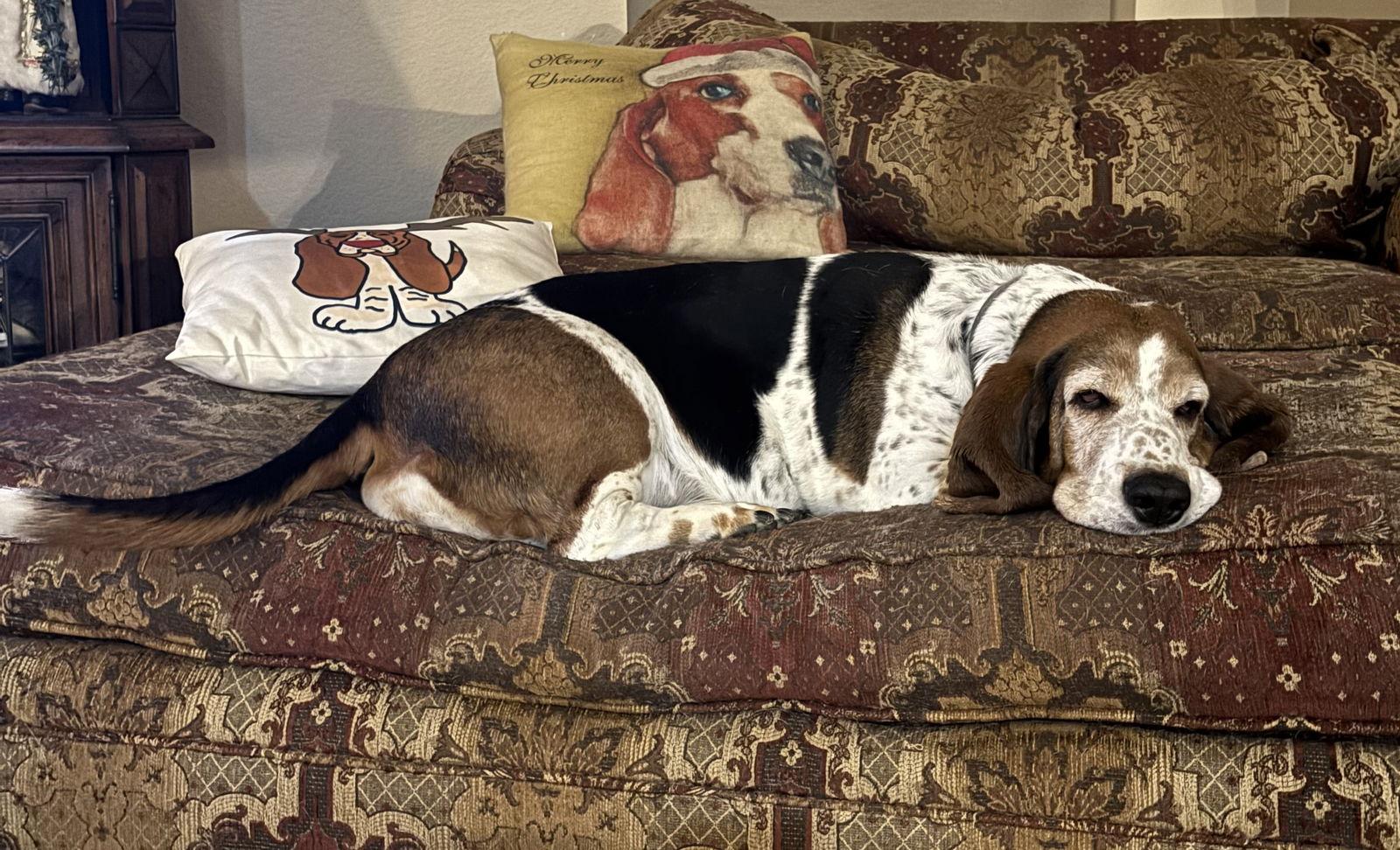 Lil Girl, Adopted, Adult Female Basset Hound.