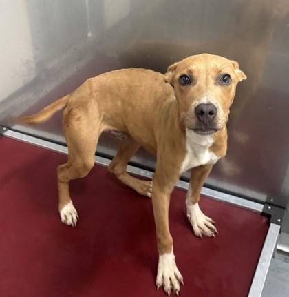 General, Adoptable, Adult Male Pit Bull Terrier & Mixed Breed.