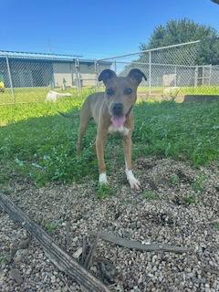 Enlarge General, a Adoptable mixed breed in Violet, LA image 2/2