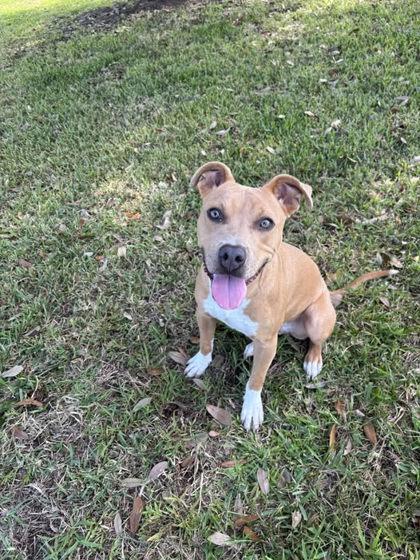 General, Adoptable, Adult Male Pit Bull Terrier & Mixed Breed.