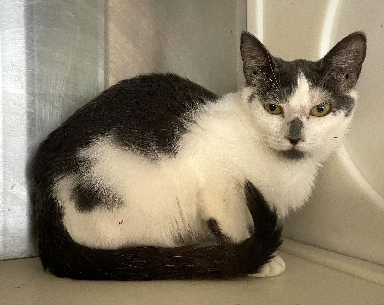 Noodle, Adoptable, Young Female Domestic Short Hair.