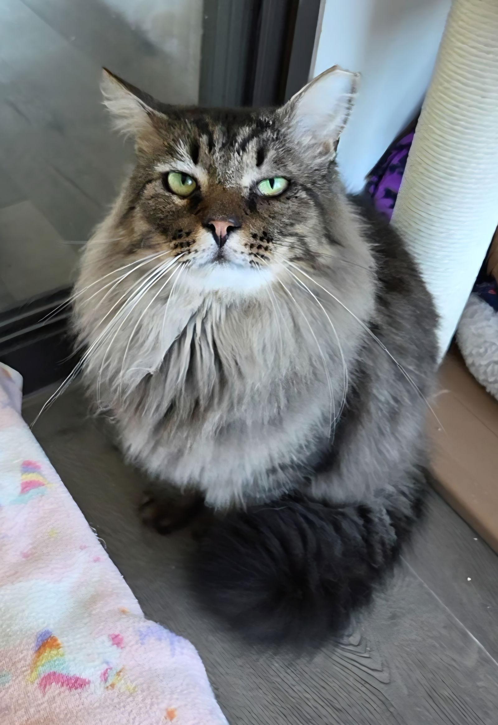 Pie, Adopted, Adult Male Maine Coon & Domestic Long Hair.