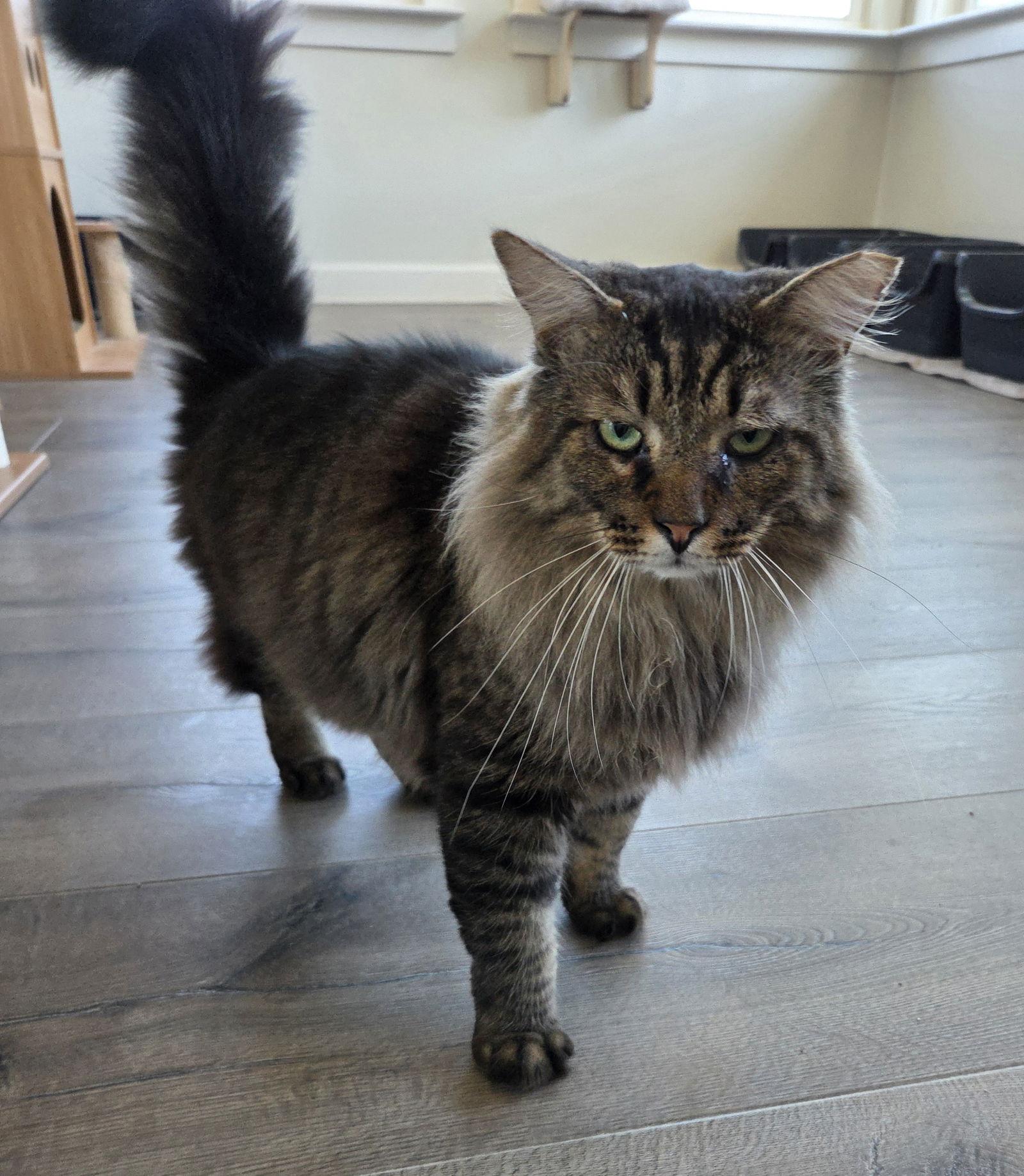 Enlarge Pie, a Adopted mixed breed in Magnolia Springs, AL image 3/3