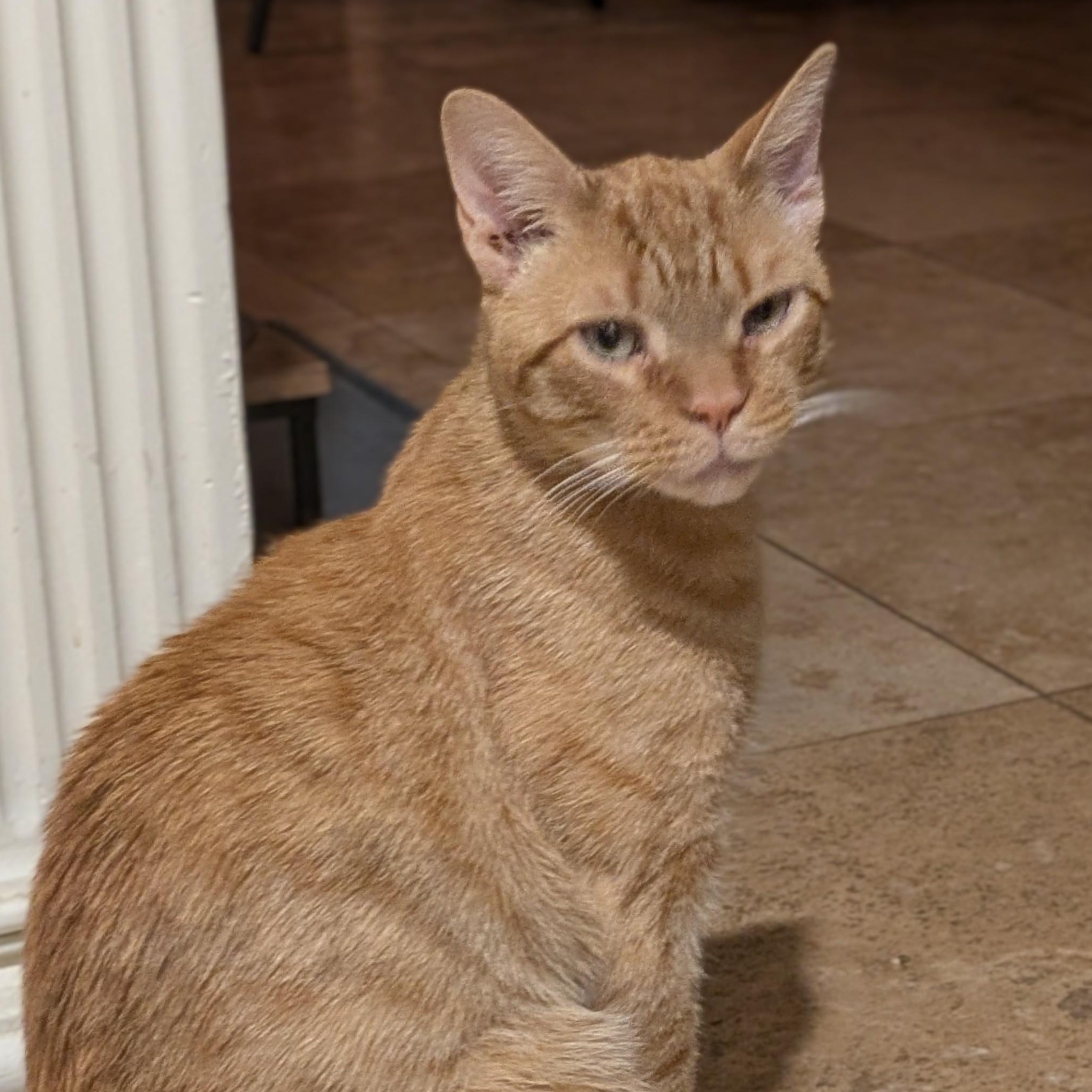 BUBBA, Adopted, Young Male Domestic Short Hair.