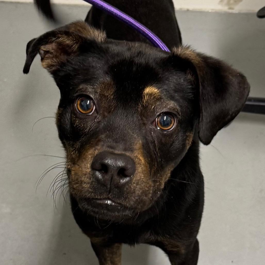 Mac, Adoptable, Adult Male Mixed Breed.