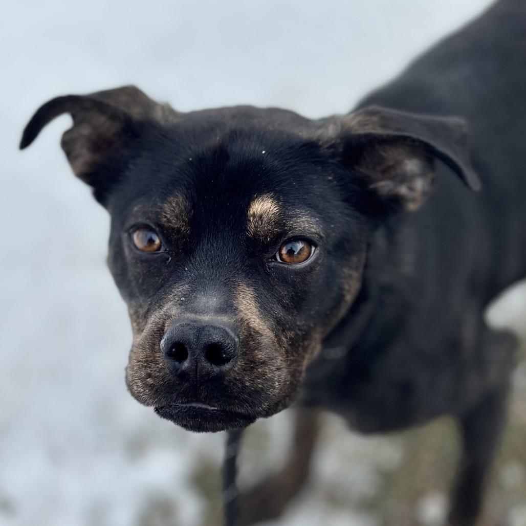 Mac, a Adoptable Mixed Breed in Troy, IL image 2/2