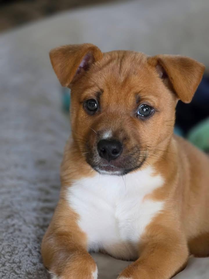 Teddy, Adoptable, Puppy Male Black Mouth Cur.