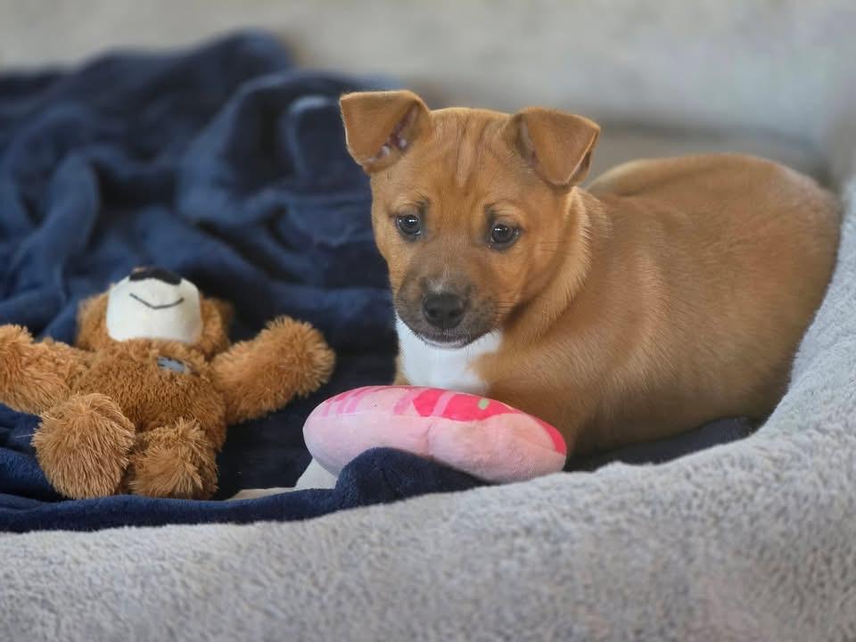 Enlarge Teddy, a Adoptable mixed breed in Berlin, NJ image 2/3