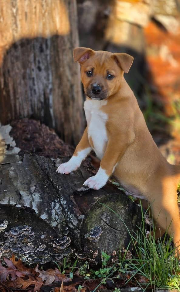 Enlarge Teddy, a Adoptable mixed breed in Berlin, NJ image 3/3