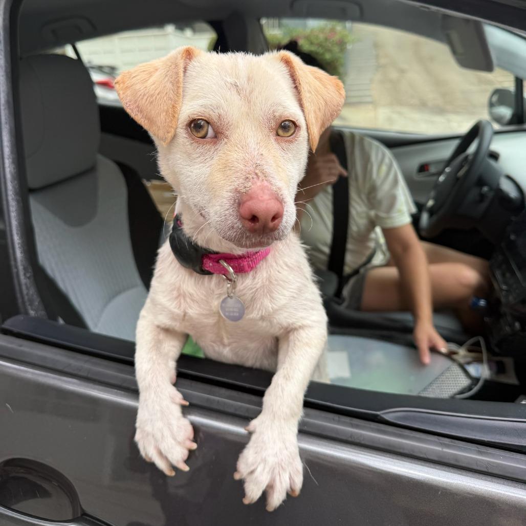 Enlarge Dumpling, a Adoptable mixed breed in North Hollywood, CA image 1/5