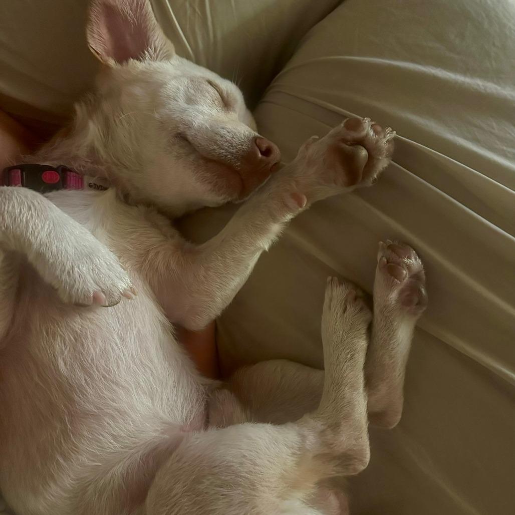 Enlarge Dumpling, a Adoptable mixed breed in North Hollywood, CA image 2/5