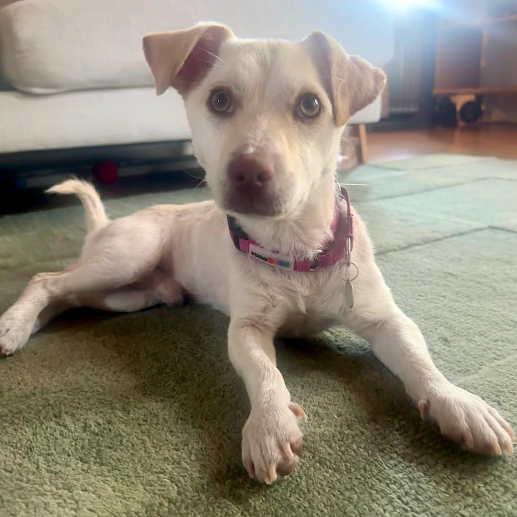 Enlarge Dumpling, a Adoptable mixed breed in North Hollywood, CA image 3/5