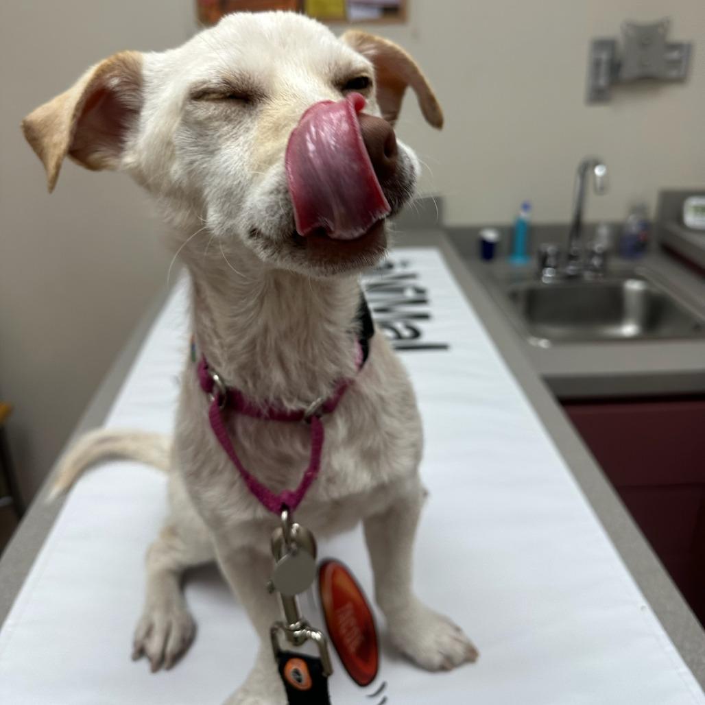Enlarge Dumpling, a Adoptable mixed breed in North Hollywood, CA image 4/5