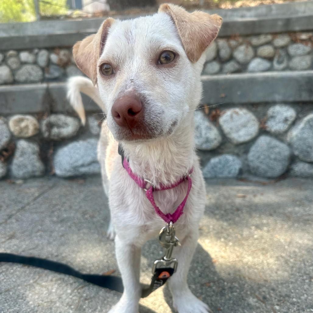 Enlarge Dumpling, a Adoptable mixed breed in North Hollywood, CA image 5/5