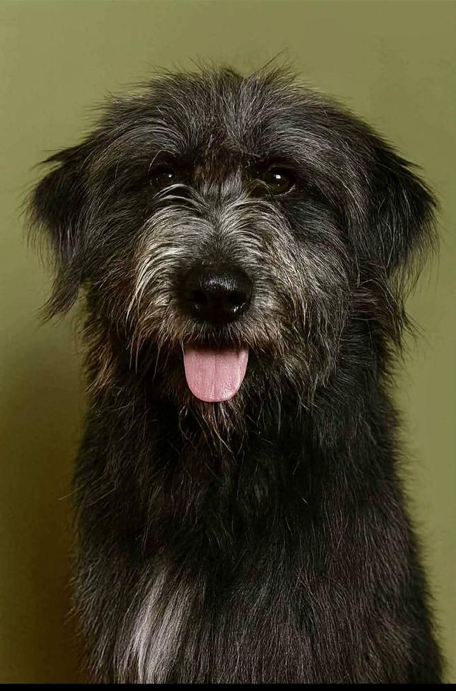 Reggie, a Adoptable mixed breed in Windsor Locks, CT image 4/6