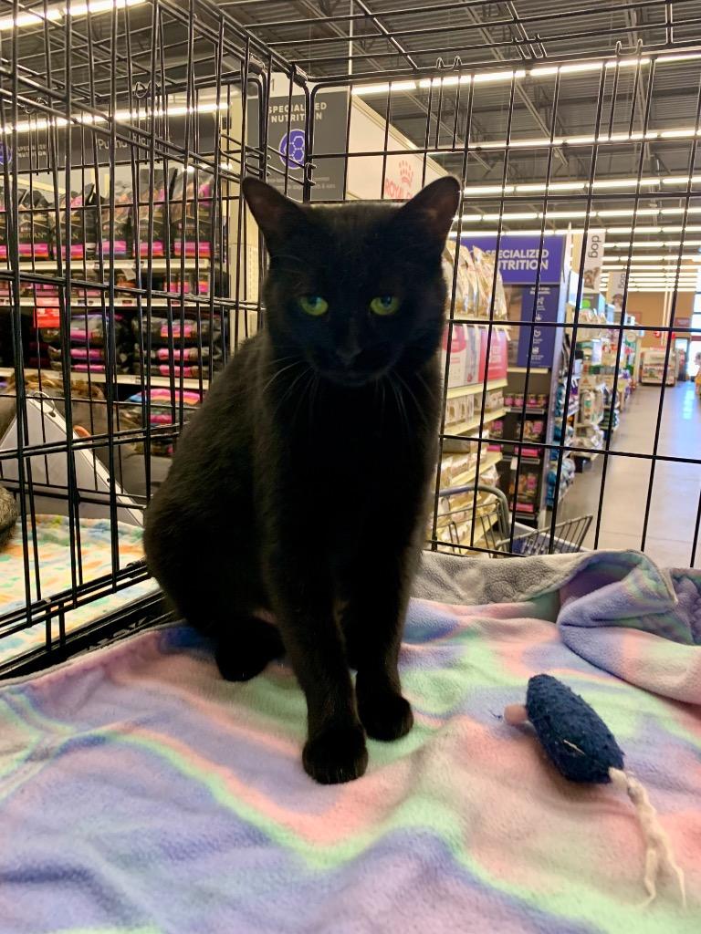 Candy Cane, Adoptable, Young Female Domestic Short Hair.