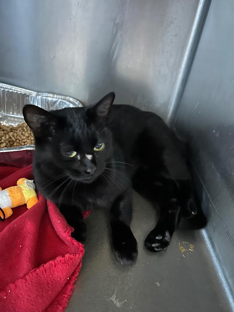 Candy Cane, Adoptable, Young Female Domestic Short Hair.