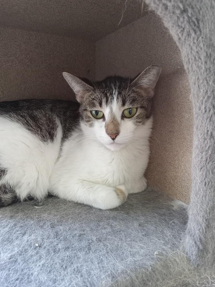 Little Debbie, Adoptable, Adult Female Domestic Short Hair.