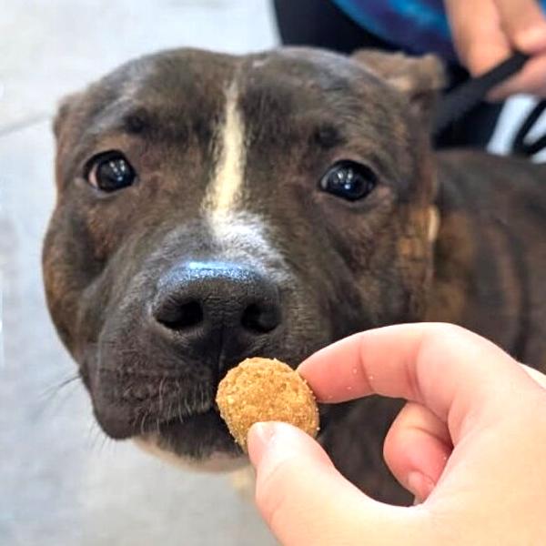 Enlarge Pauline, a Adoptable mixed breed in Des Moines, IA image 2/2