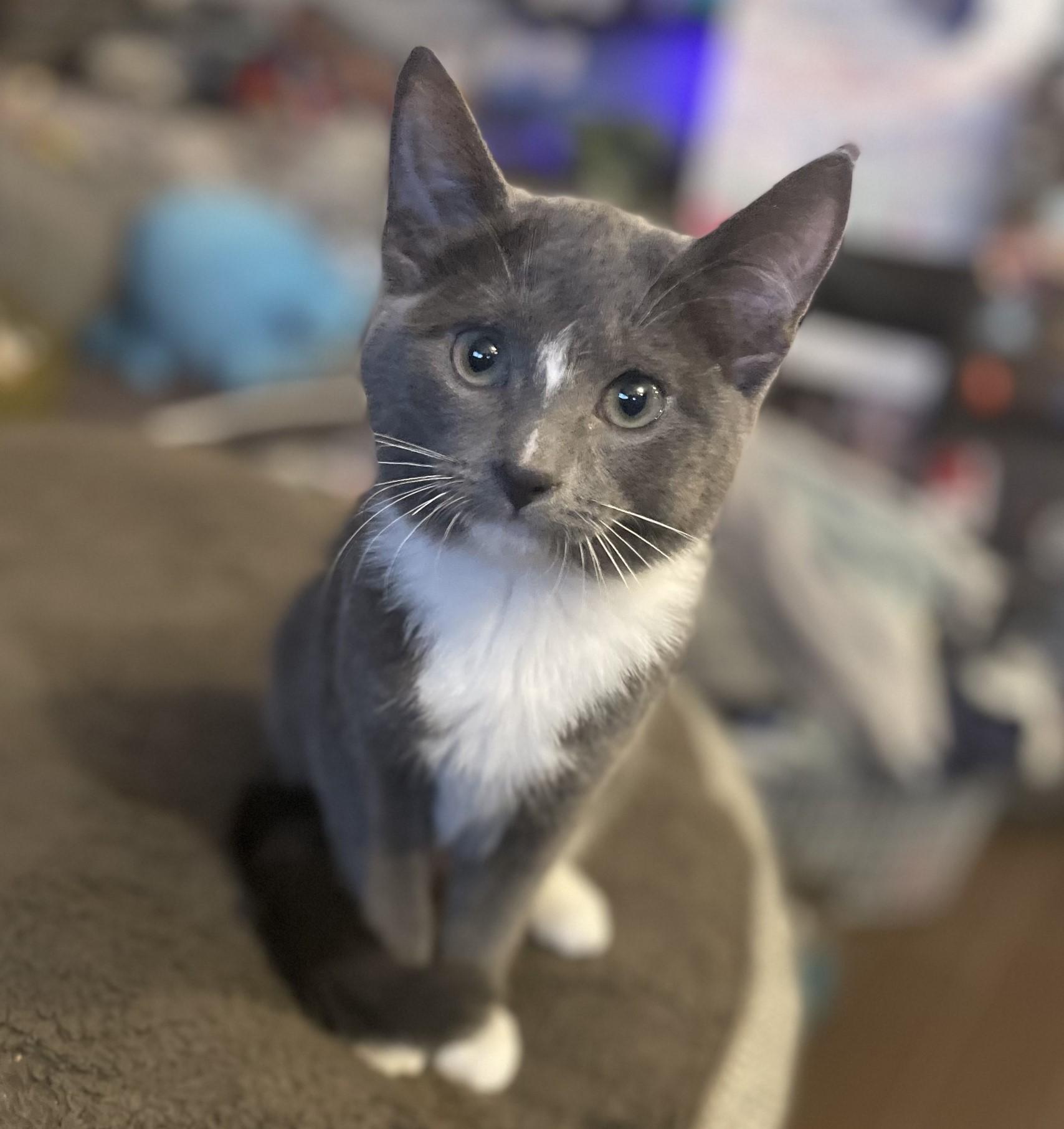 Maggie, an adoptable Domestic Short Hair in Puyallup, WA, 98371 | Photo Image 1