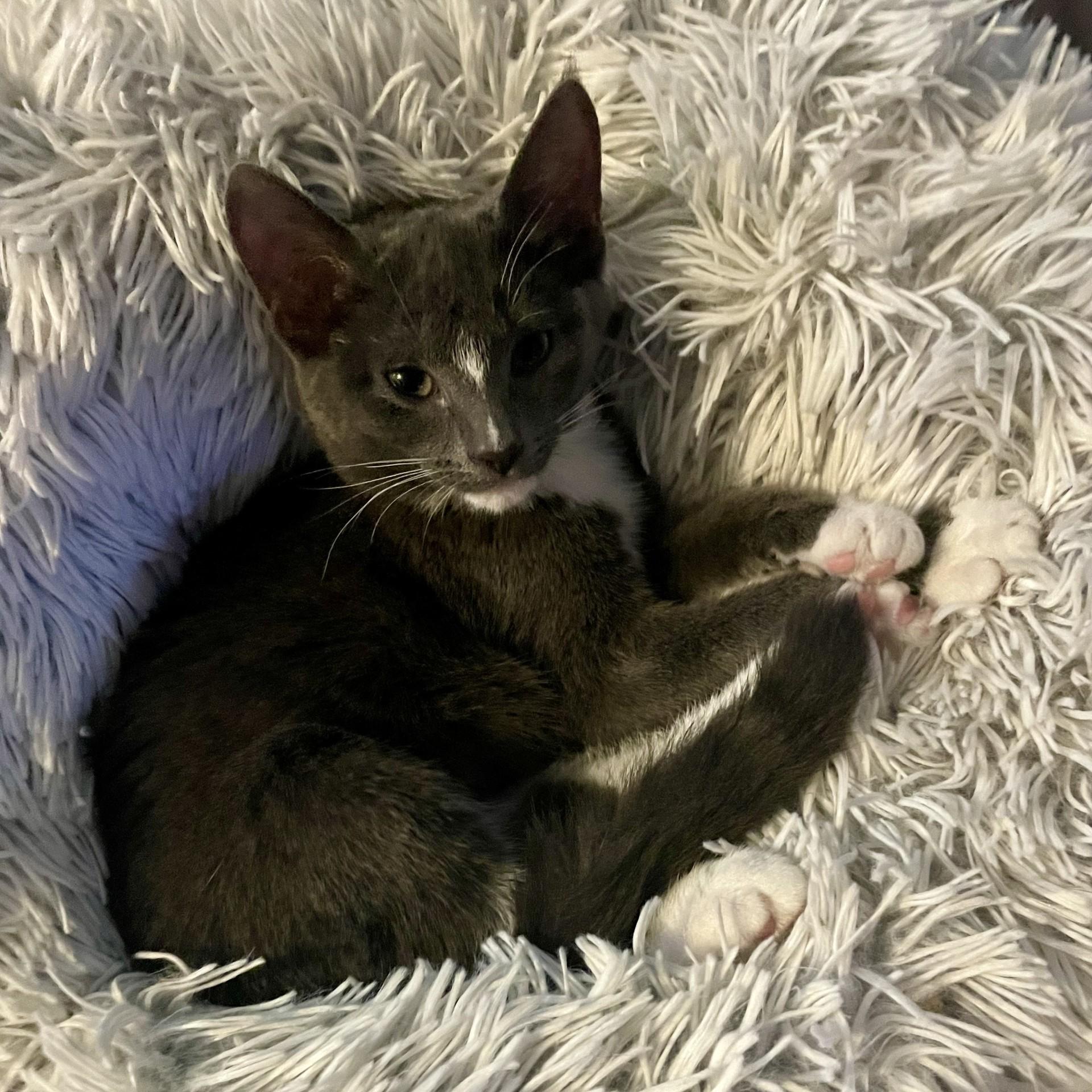 Maggie, an adoptable Domestic Short Hair in Puyallup, WA, 98371 | Photo Image 4