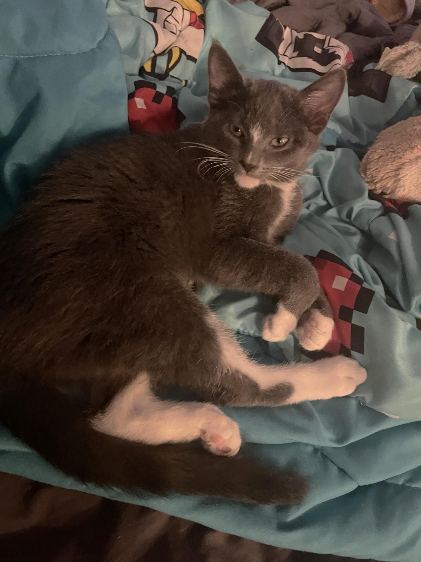 Maggie, an adoptable Domestic Short Hair in Puyallup, WA, 98371 | Photo Image 5