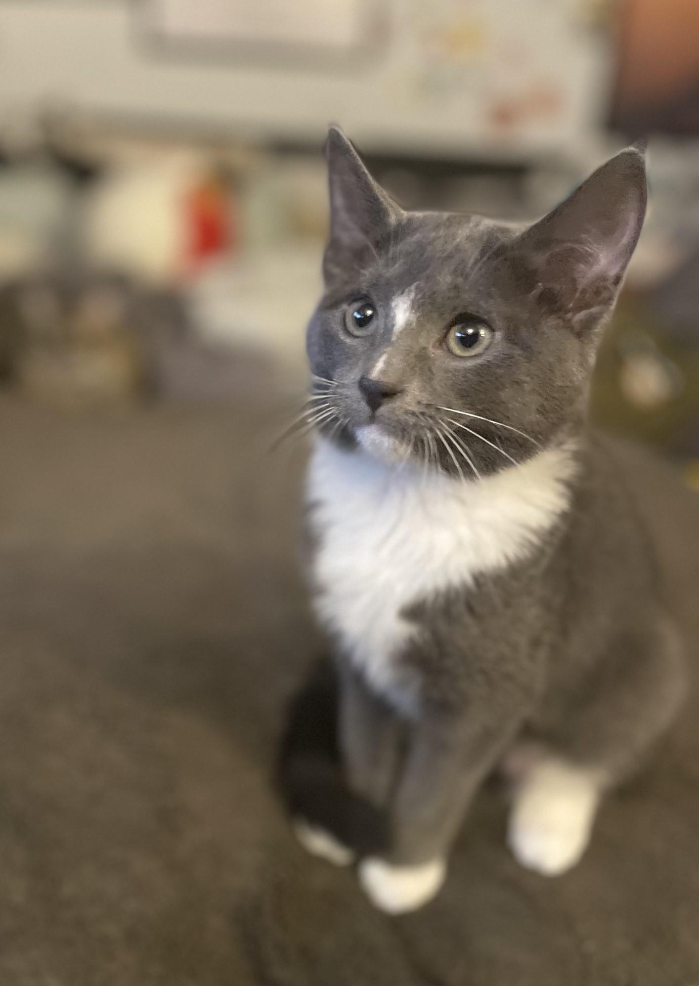 Maggie, an adoptable Domestic Short Hair in Puyallup, WA, 98371 | Photo Image 2