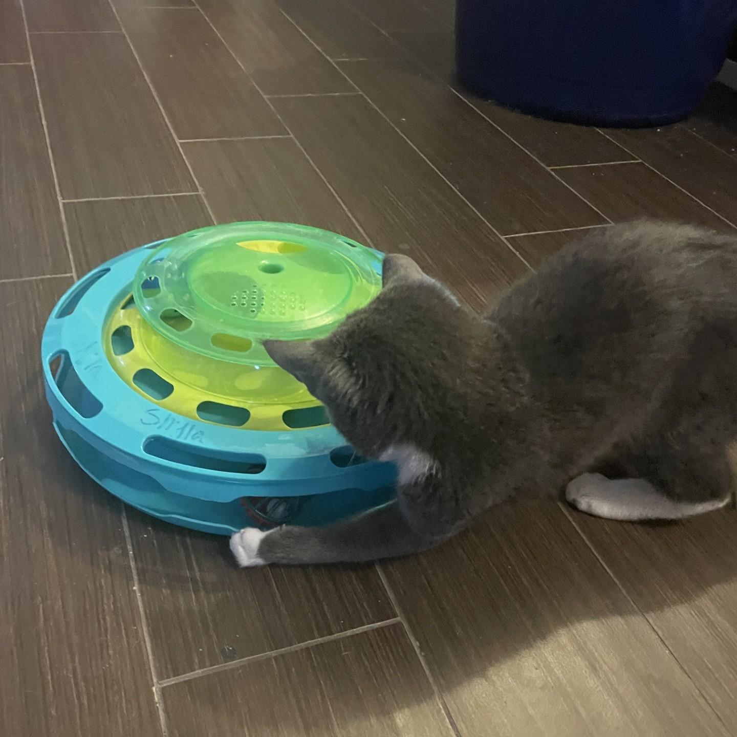 Maggie, an adoptable Domestic Short Hair in Puyallup, WA, 98371 | Photo Image 3