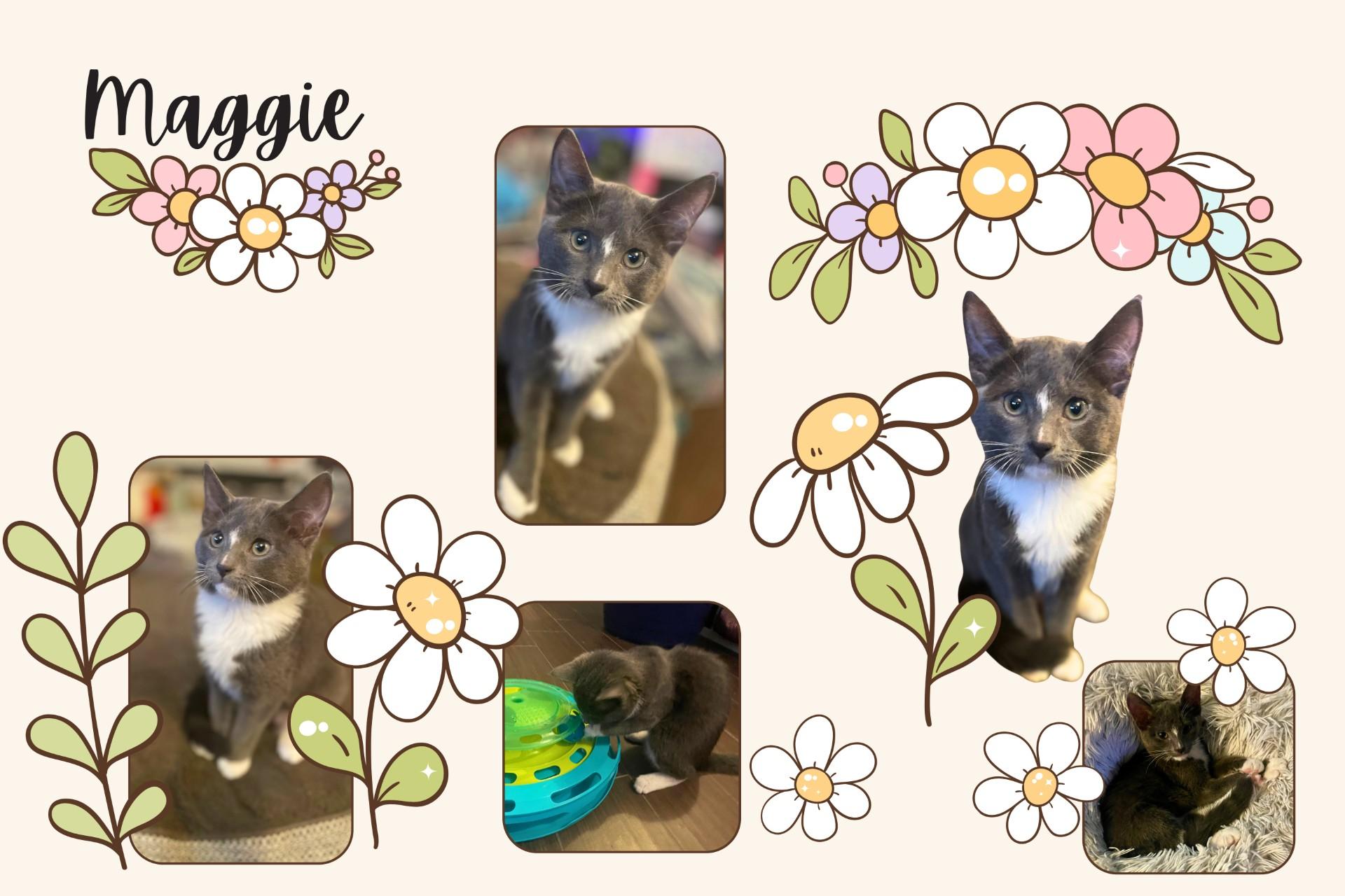 Maggie, an adoptable Domestic Short Hair in Puyallup, WA, 98371 | Photo Image 6