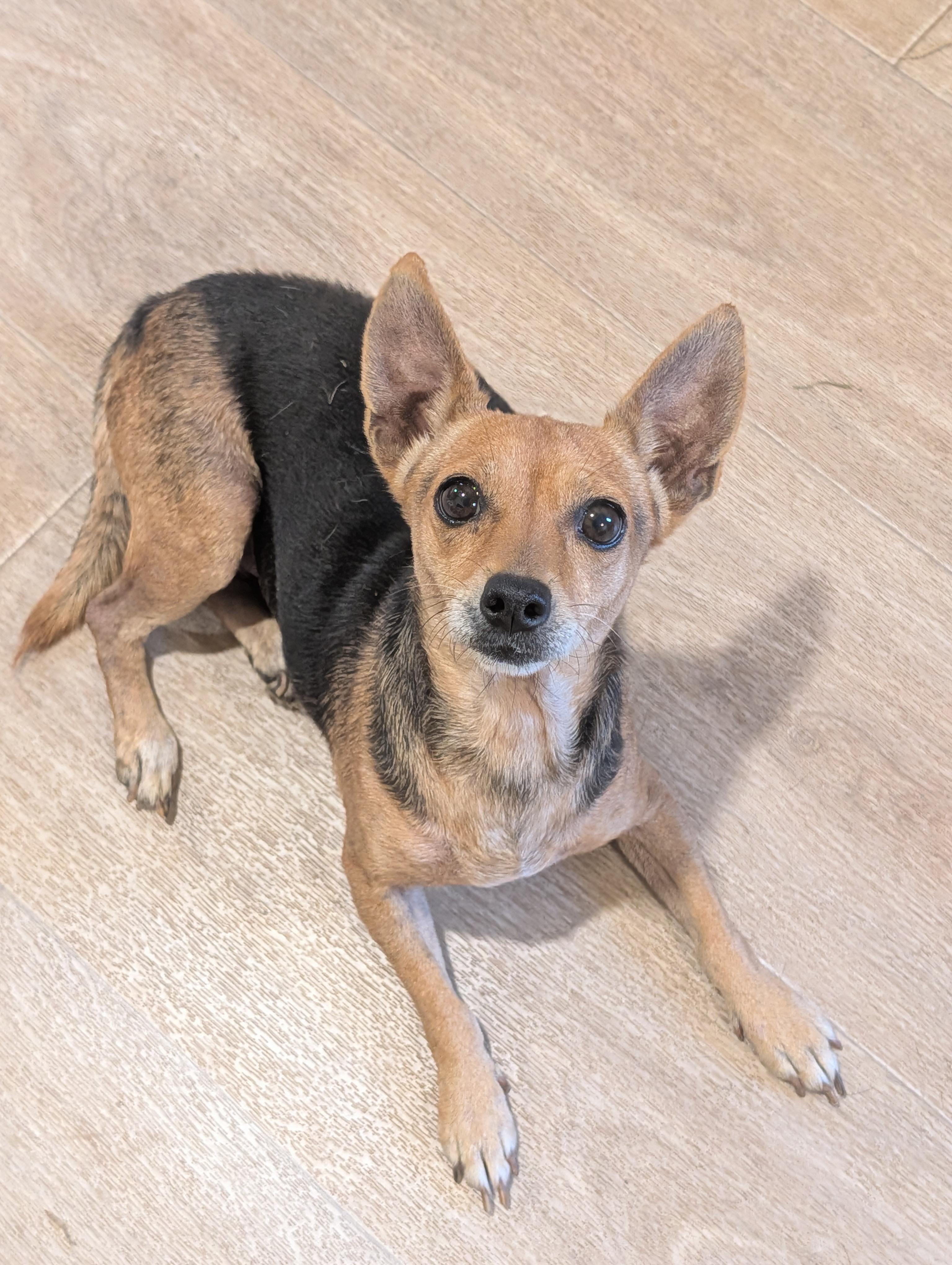 Sasha, adopted, Adult Female Dachshund & Chihuahua.
