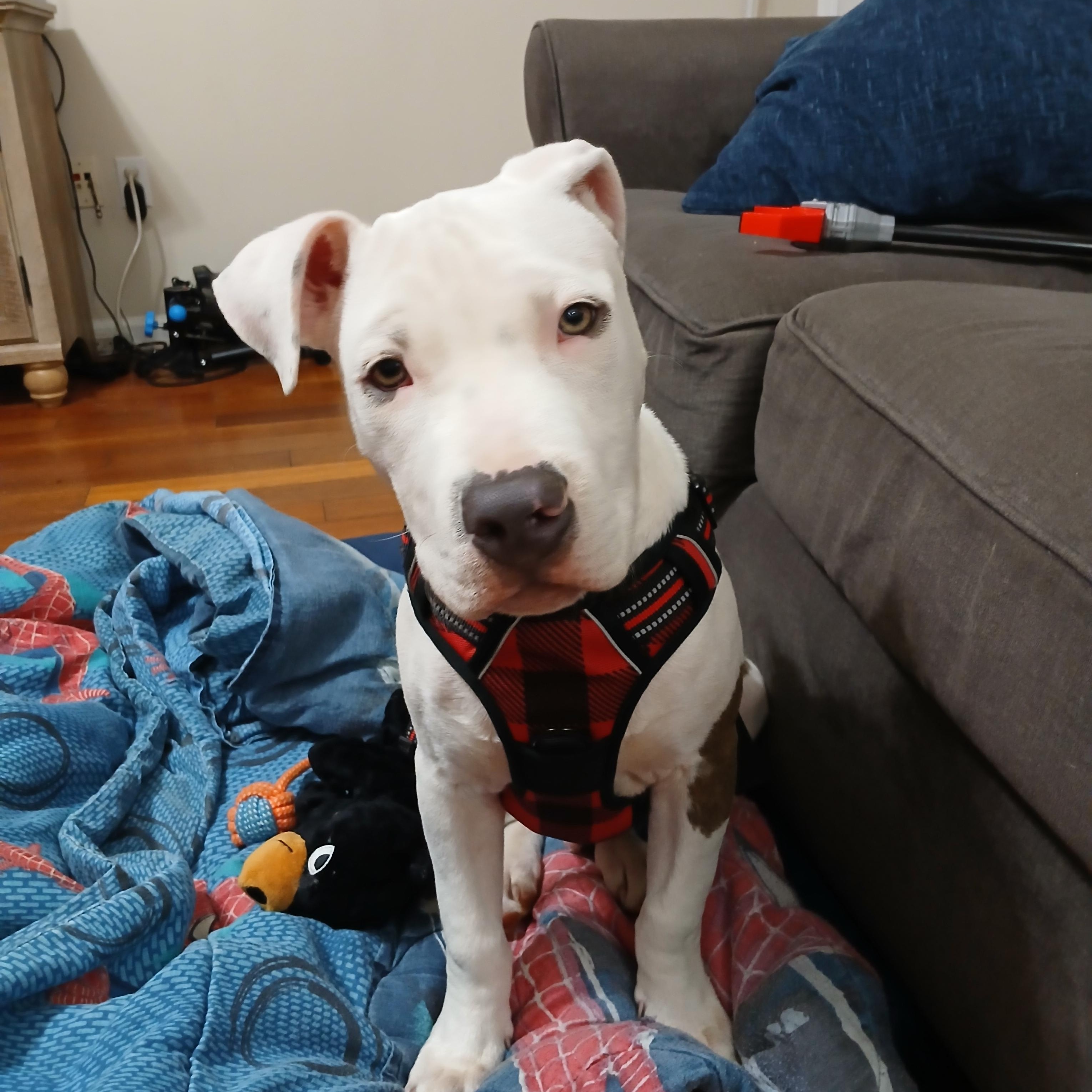 Buddy FKA Cupid, an adoptable Pit Bull Terrier in Orange, VA image 1/4