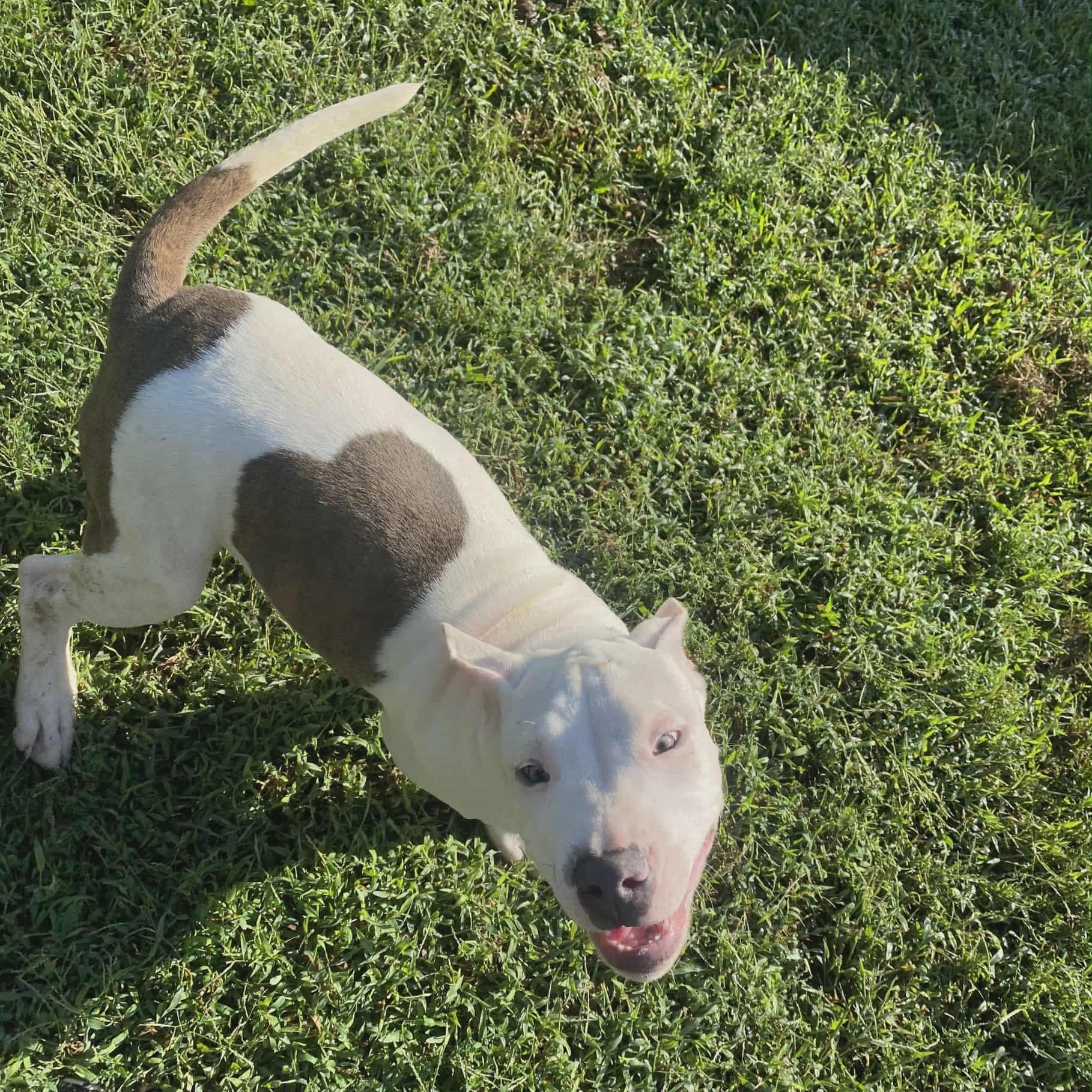 Buddy FKA Cupid, an adoptable Pit Bull Terrier in Orange, VA image 3/4
