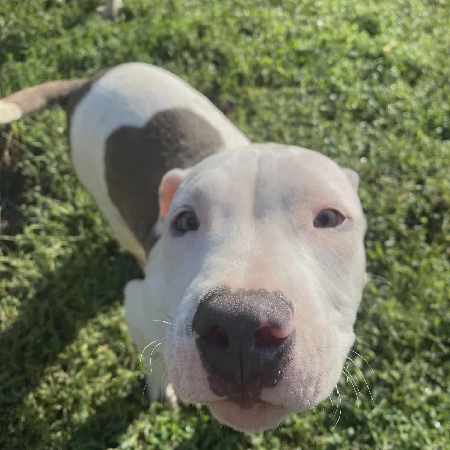 Buddy FKA Cupid, an adoptable Pit Bull Terrier in Orange, VA image 4/4