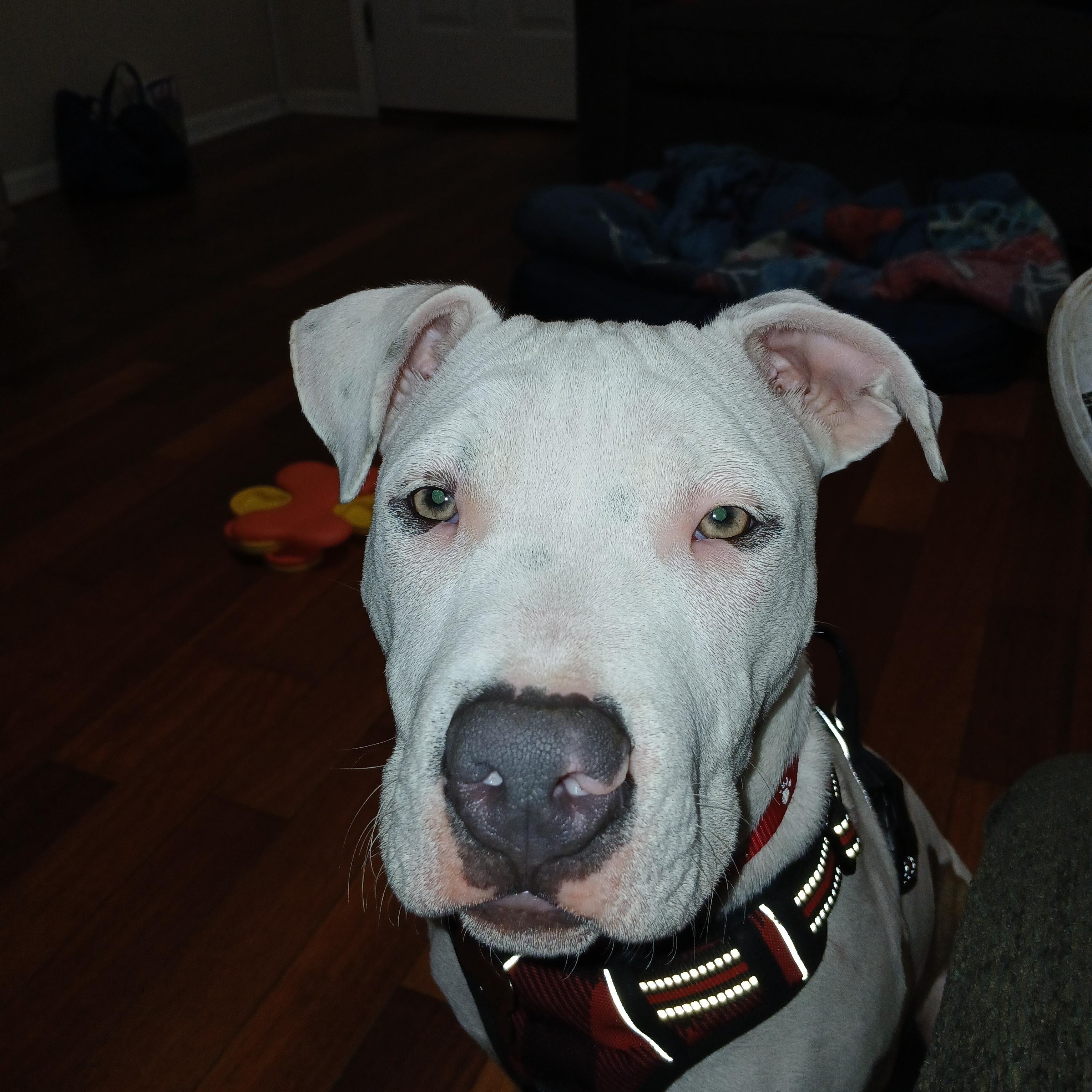 Buddy FKA Cupid, an adoptable Pit Bull Terrier in Orange, VA image 2/4