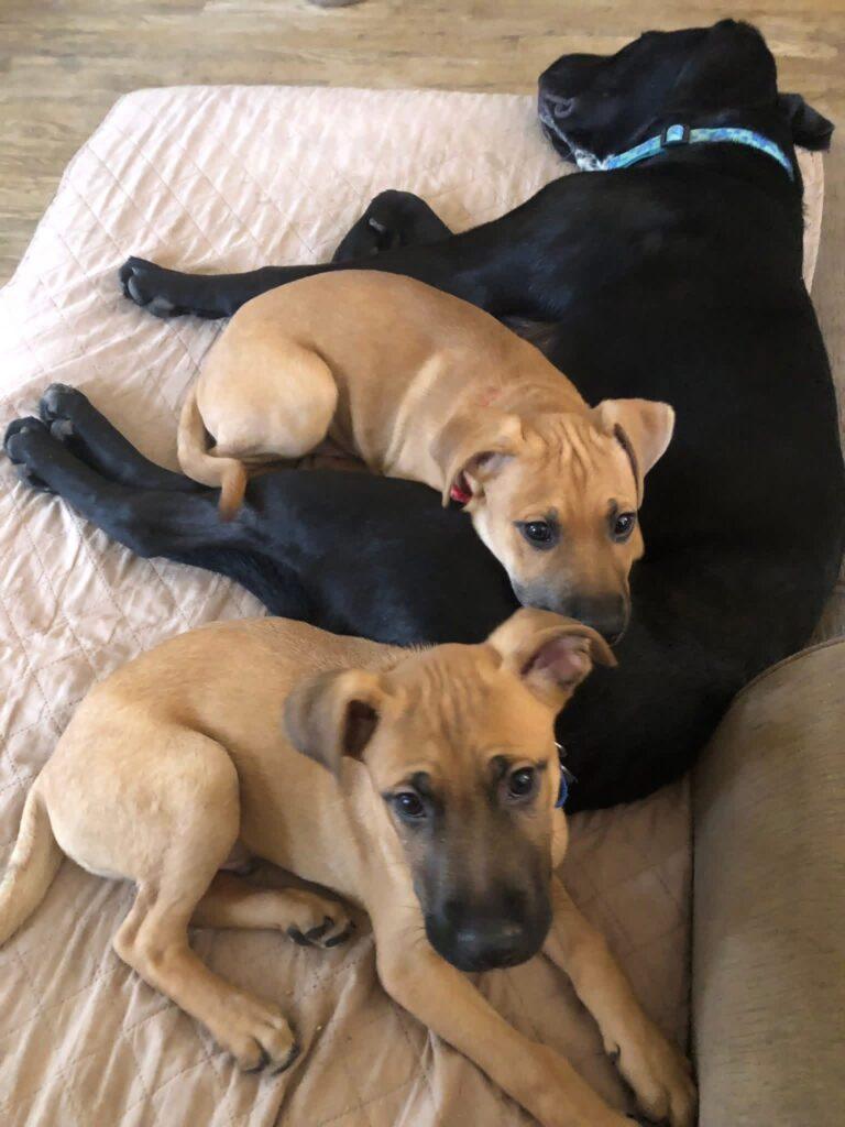 Bert, ADOPTABLE, Puppy Male Mixed Breed.