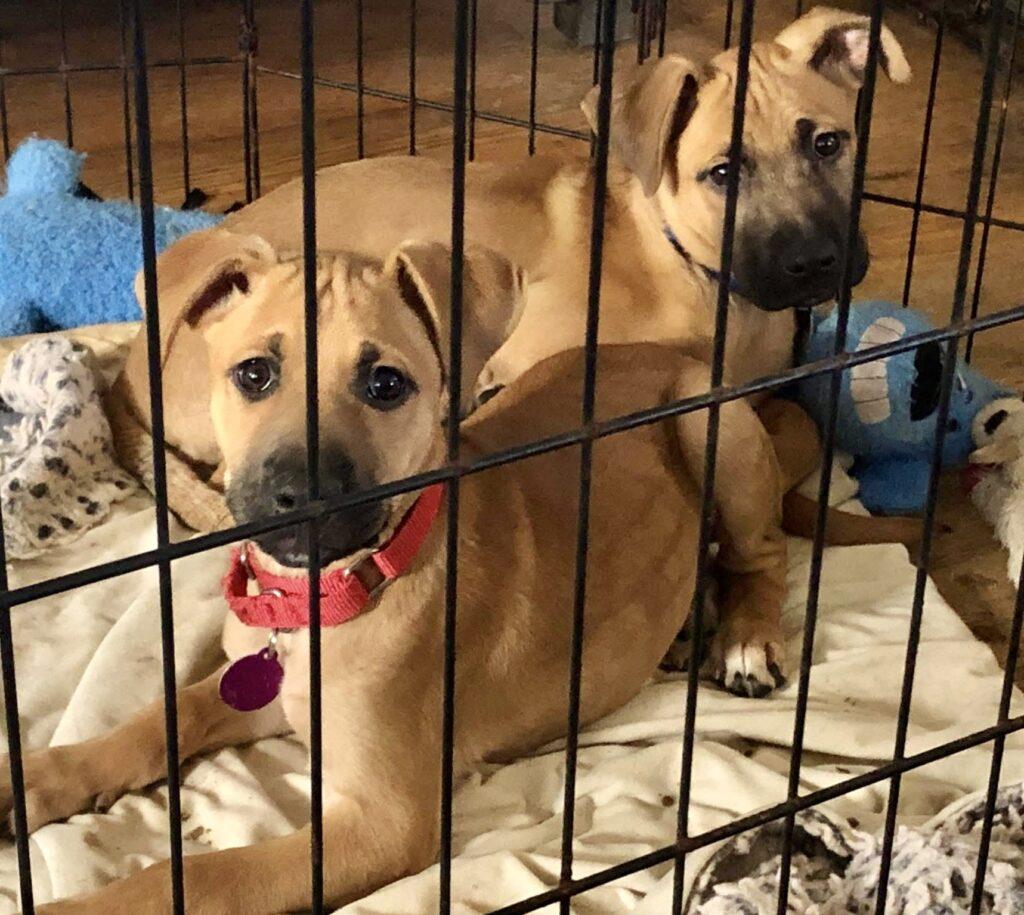 Enlarge Bert, a ADOPTABLE mixed breed in Red Hook, NY image 2/6