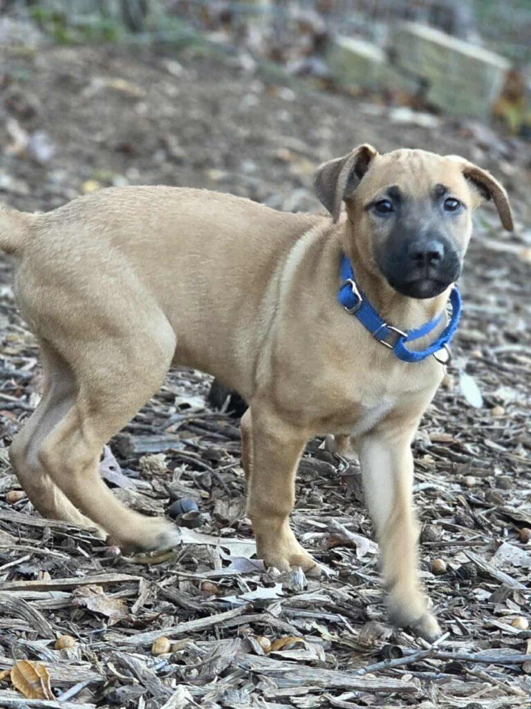 Enlarge Bert, a ADOPTABLE mixed breed in Red Hook, NY image 3/6