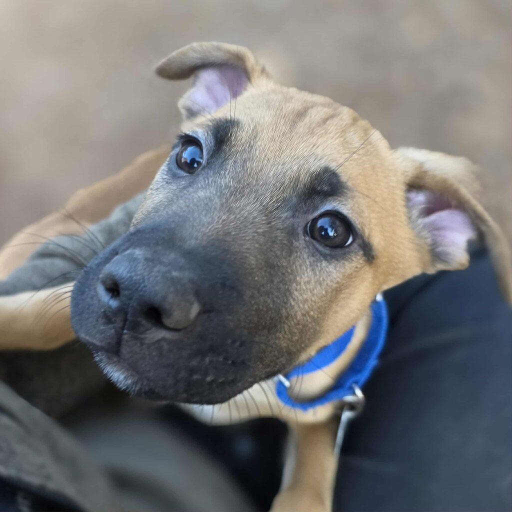 Enlarge Bert, a ADOPTABLE mixed breed in Red Hook, NY image 4/6