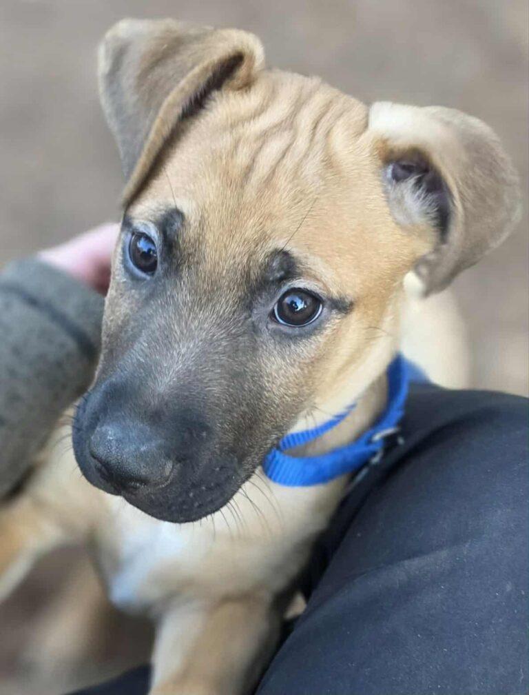 Bert, ADOPTABLE, Puppy Male Mixed Breed.