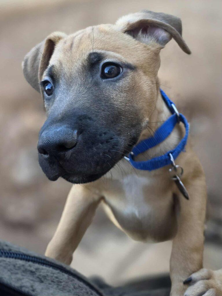 Enlarge Bert, a ADOPTABLE mixed breed in Red Hook, NY image 6/6