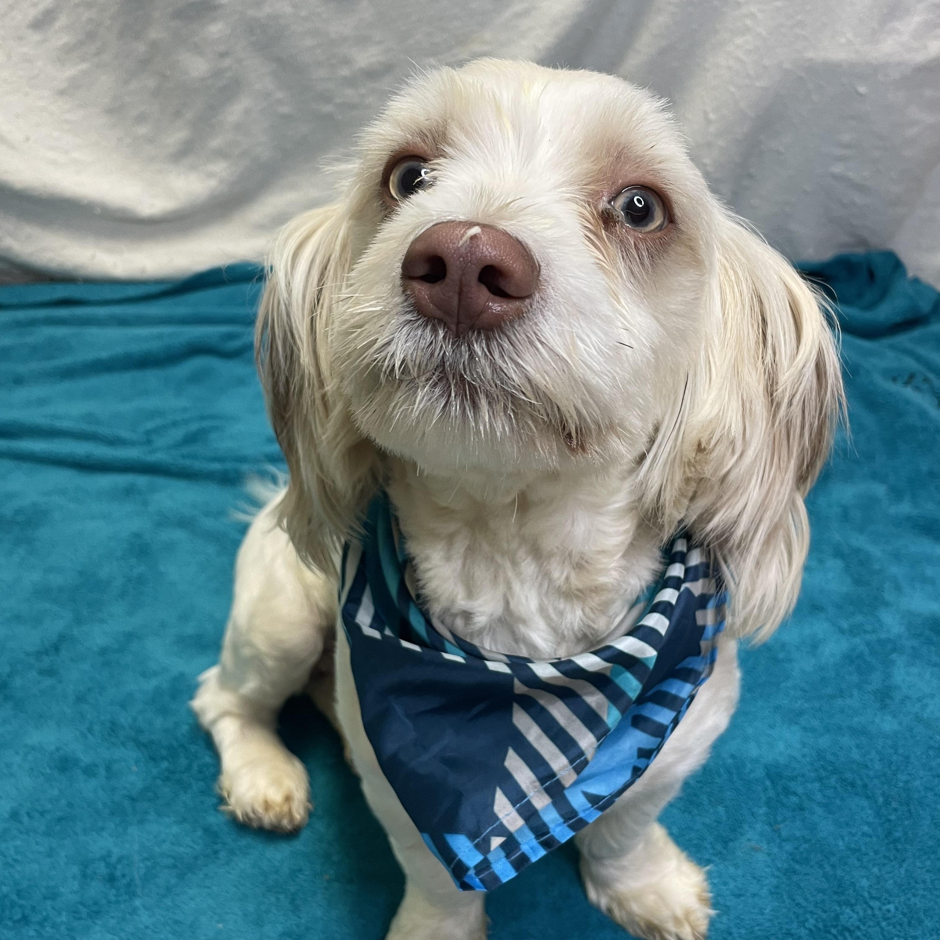 Enlarge Oliver, a Adoptable mixed breed in Lacon, IL image 6/6