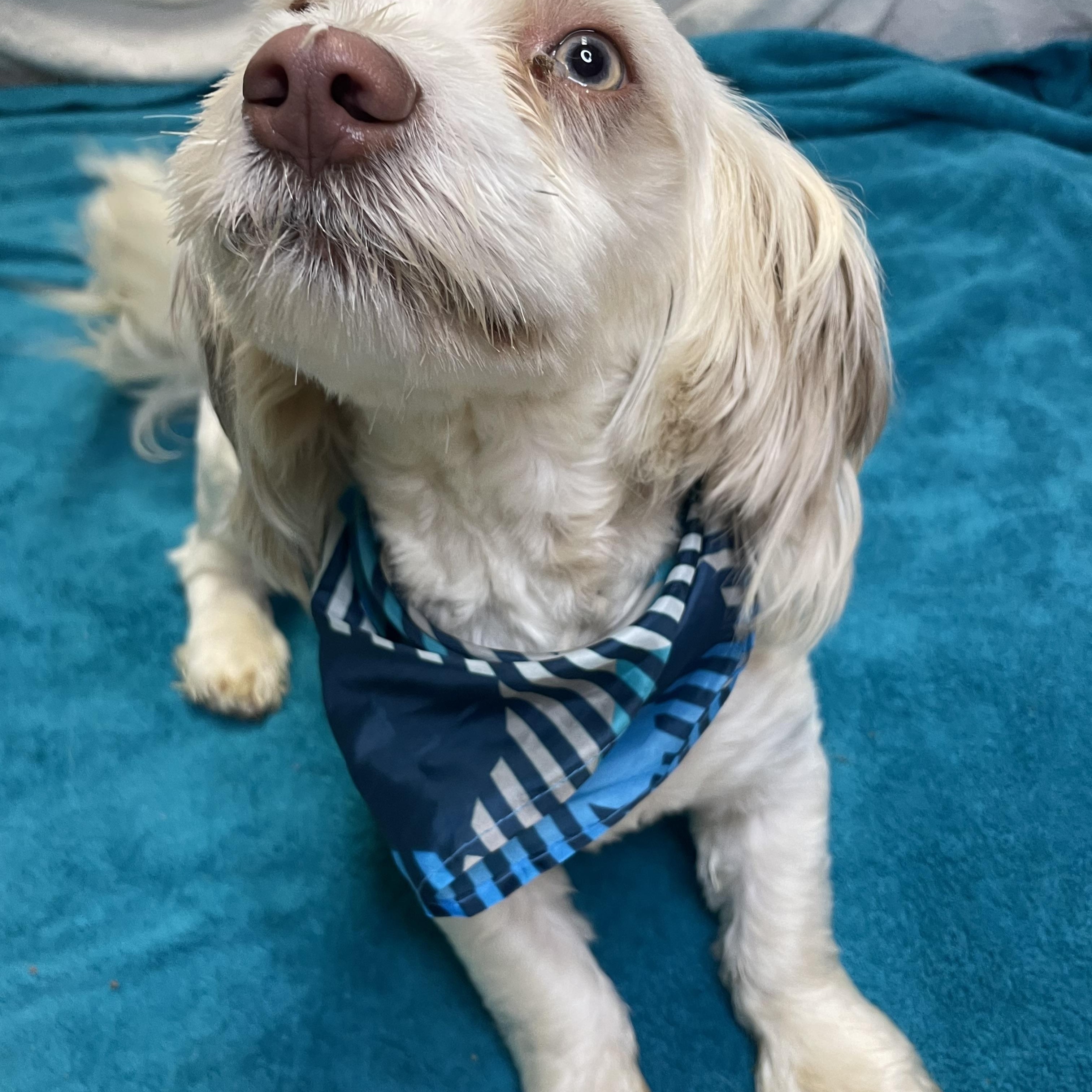 Enlarge Oliver, a Adoptable mixed breed in Lacon, IL image 4/6